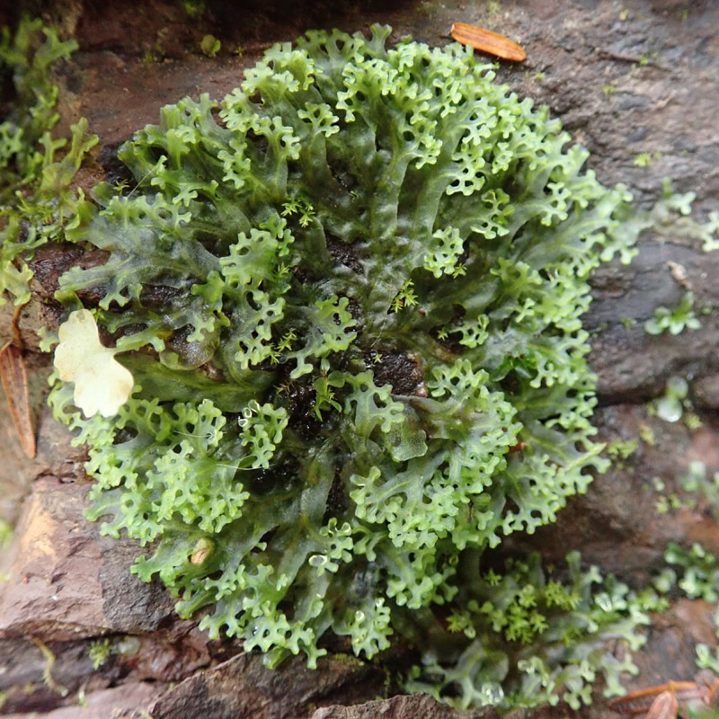 Apopellia endiviifolia